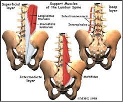 Learn anatomical details of the lower back muscles, so you can draw them. Lower Back Anatomy Female Anatomy Drawing Diagram