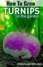 How To Grow Turnips In The Garden Growing Turnips Turnip Growing Sweet Corn