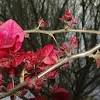 Unfortunately, no, for some types of trees you shouldn't try to plant them from seeds, although you or your kids may. 3