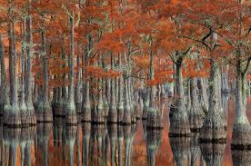 We did not find results for: Usa Georgia Fall Cypress Trees Photograph By Joanne Wells