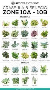We did not find results for: Succulents Zone 10 California Florida And Hawaii Succulents Box