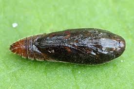 Image result for Ericinella