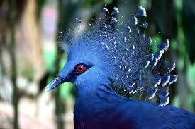 It is home to 3,000 birds and 200 one way transfer from hotel to kuala lumpur bird park with english speaking driver. Kl Bird Park Tickets One Way Transfer Price 2021 Promotions Online Discounts