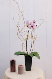 Maybe you would like to learn more about one of these? Elegant Orchids Many More Colors And Shapes In Palo Alto Ca Stanford Floral Design