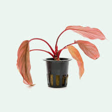 Image result for Isonema