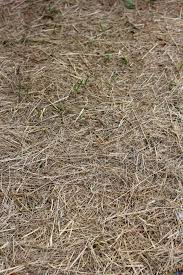 A set of nature textures for use in your unique high resolution jpg beach, water, sand, grass, stone, rocks photo's as shown in 2nd and 3rd preview: Land Textures Image The Texture Of Dry Grass On Earth Images Ecology 36820 Torange Biz Free Pics On Cc By License