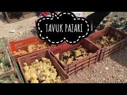 Tavuk Pazari Sakarya Kaz Ordek Civciv Guvercin Hindi Bildircin Tavus Kusu Sulun Youtube Tavuk Sulun Hindi