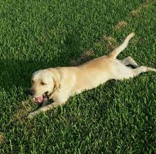 We did not find results for: South Florida Labradors Home Facebook