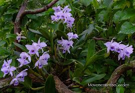 Image result for Erythrococca zambesiaca