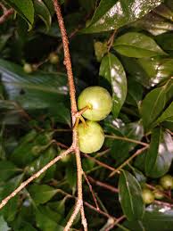 Image result for Helixanthera garciana