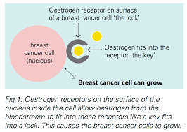 Hormone replacement therapy (hrt) after breast cancer Hormonal Therapies For Breast Cancer Fact Sheet Westmead Bci