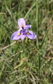 Image result for Moraea