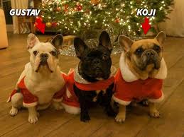 The dog walker was shot once wednesday night and is expected to survive his injuries, according to los angeles police. Lady Gaga S Stolen French Bulldogs Returned Unharmed