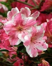 Hot pink, red, and white azaleas brighten many southern yards each spring. Azalea Rhododendron Conversation Piece Single And Clusters Of White And Pink Blooms Zone 6