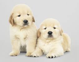 See puppy pictures, health information and reviews. Golden Retriever Puppies For Sale Usa Golden Retriever Club