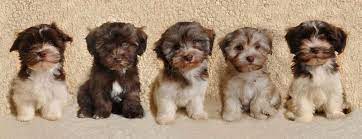 Maybe you would like to learn more about one of these? Puppies Havanese Pup Puppy Welpe Welpen Litter Puppies Havanese Havanese Puppies