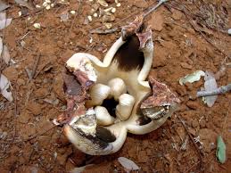 Image result for Hydnoraceae