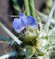 Image result for Blepharis stuhlmannii