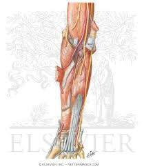 Shoulder muscles diagram unlabeled / 16 muscular system. Arteries Nerves And Muscles Of Upper Limb Anterior View Muscles Of Forearm Deep Layer Anterior