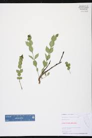 Image result for Crossopetalum