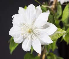 Clematis duchess of edinburgh #клематис #цветы #лиана. Waldrebe Duchess Of Edinburgh Clematis Hybriden Duchess Of Edinburgh Gunstig Online Kaufen