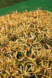 New zealand native plants can be found in gardens throughout the world and it's not hard to see why. Top Ten Hedges Mitre 10