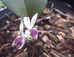 Image result for Kaempferia