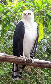 Birds Of Prey Wikipedia Black And White Hawk Eagle Wikipedia Birds Of Prey Hawk Eagle Prey