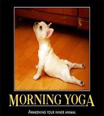 100 Funny Good Morning Memes Memes Of Good Morning Cute Animals Dog Yoga How To Do Yoga