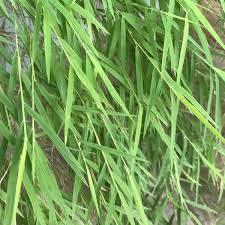 Image result for Pogonatherum paniceum