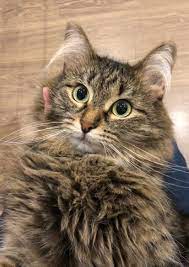Pin By Kat Bortulin On Cats Cats Cute Cats Cute Animals