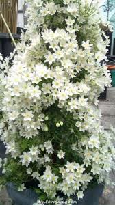 We did not find results for: Fantastische Clematis Cartmanii Joe In Voller Hochzeit Joe Ist Ein Hartes Medium Um Planting Flowers Evergreen Clematis Moon Garden