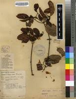 Image result for Hippocratea africana