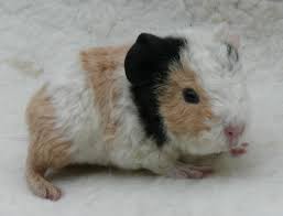 Image result for teddy guinea pig baby