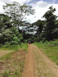 Image result for Corynanthe lane-poolei