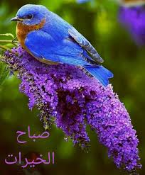 Pin By Zainab Basu On Sabah Al Khair Animals Animal Pictures Pet Birds