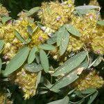 Image result for Grona barbata