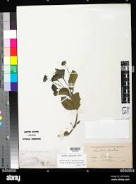 Image result for Droguetia iners