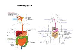 Verdauungssystem