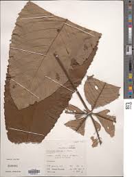 Image result for Myrianthus arboreus