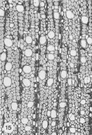 Image result for Balthasaria schliebenii