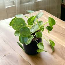 Image result for Pilea johnstonii