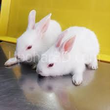 The businesses listed also serve surrounding cities and neighborhoods including los angeles ca, west hollywood ca, and pasadena ca. Online Pet Shop In Bangladesh Pair Of Rabbit With Cage Aquarium Plant Pet Hobby Gifts