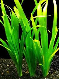 Image result for Vallisneria
