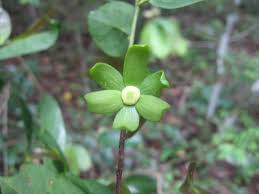 Image result for Huberantha mossambicensis