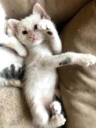 Get the best pet supplies online and in store! Vets For Pets Home Facebook