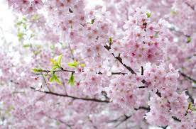 Cherry Blossom Tree Facts That You Definitely Never Knew Before Japanese Cherry Blossom Cherry Blossom Blossom Trees