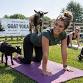 Goat Yoga - Glacier Hills County Park, Hubertus