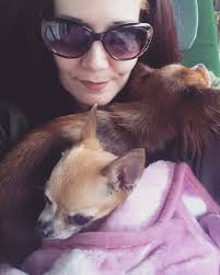 A good vibes of a good weather A dog under the shade of these beautiful tree