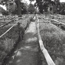 Image result for Pandanus chiliocarpus